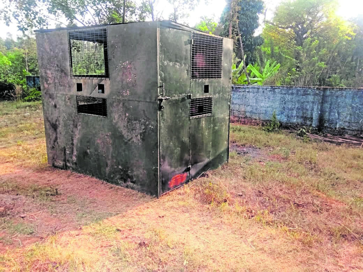 A special cage is kept to capture the tiger.