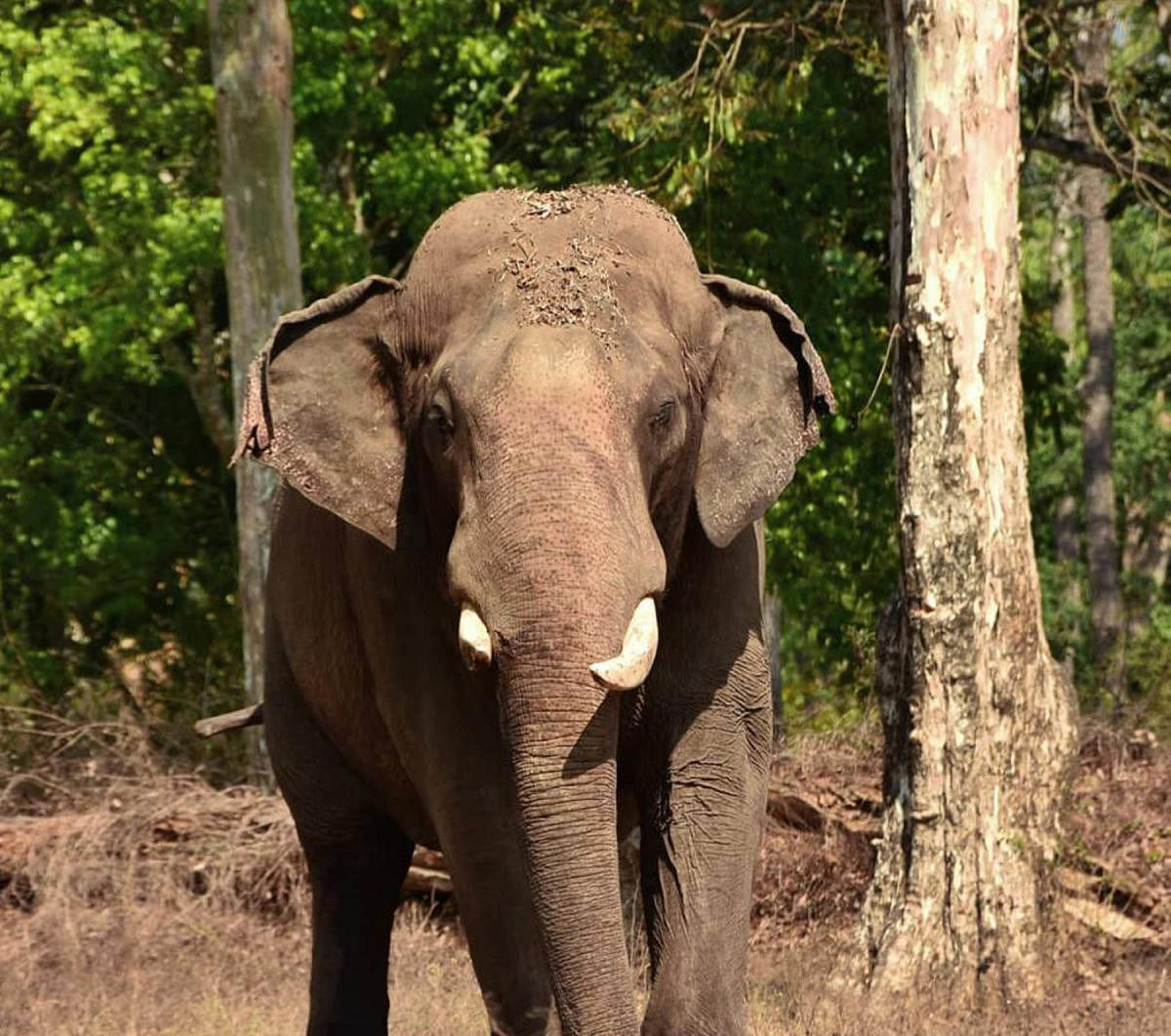 A wild elephant spotted in Gonikoppa limits in Kodagu.