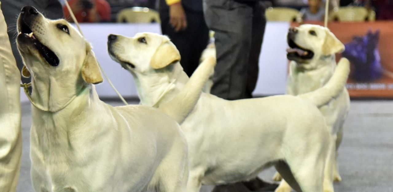 Chile, Finland and India are other countries that have also launched efforts to get sniffer dogs to detect the virus, with a German veterinary clinic saying last month its sniffer dogs had achieved 94 per cent detection accuracy in human saliva. Credit: DH File Photo