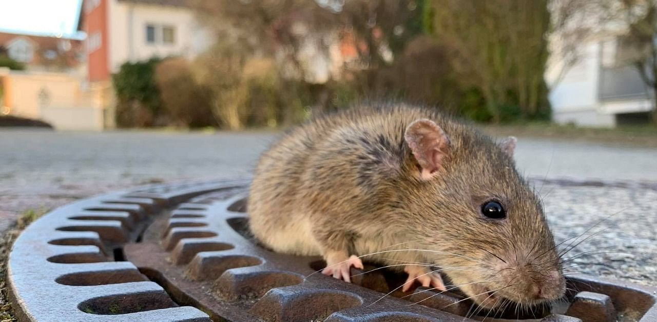 There have been increased sightings of rats in broad daylight. Credit: Reuters Photo