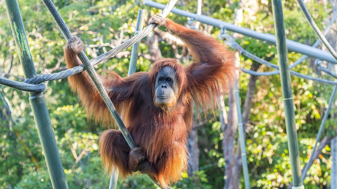 An orangutan who was recently vaccinated against coronavirus disease in the San Diego Zoo. Credit: Reuters