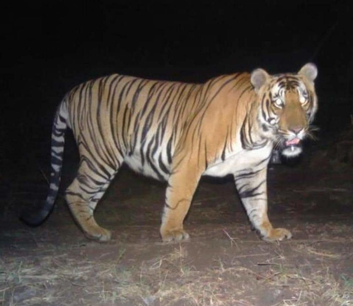 The image of the U-285 tiger caught on camera during the tiger operation.