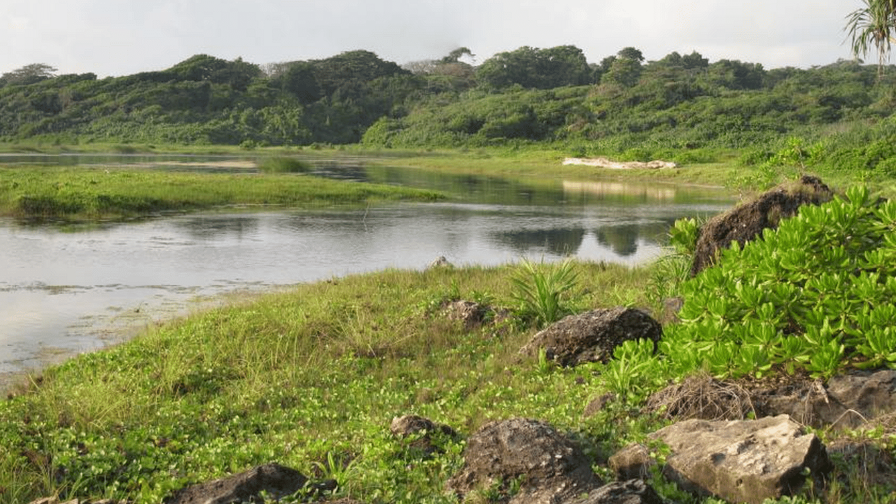 Benyabol creek in South Bay Little Andaman Island is a breeding ground for saltwater crocodiles, water birds, monitors and is the terminus of a freshwater ecosystems upstream.