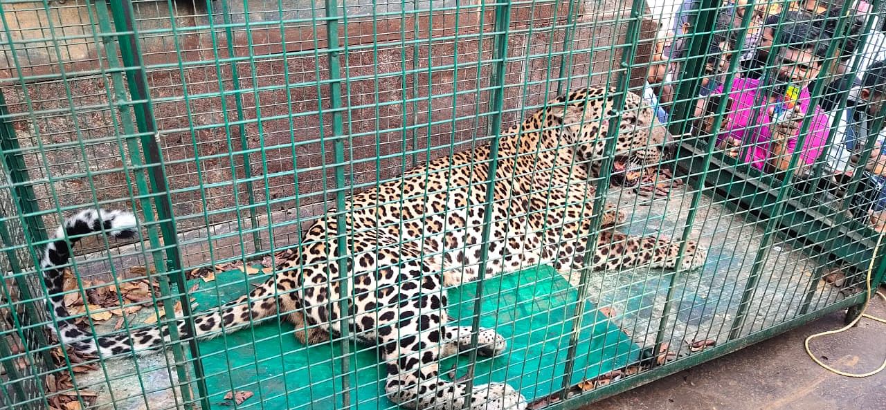 Image of the leopard that was caught and let out later. Credit: Special Arrangement