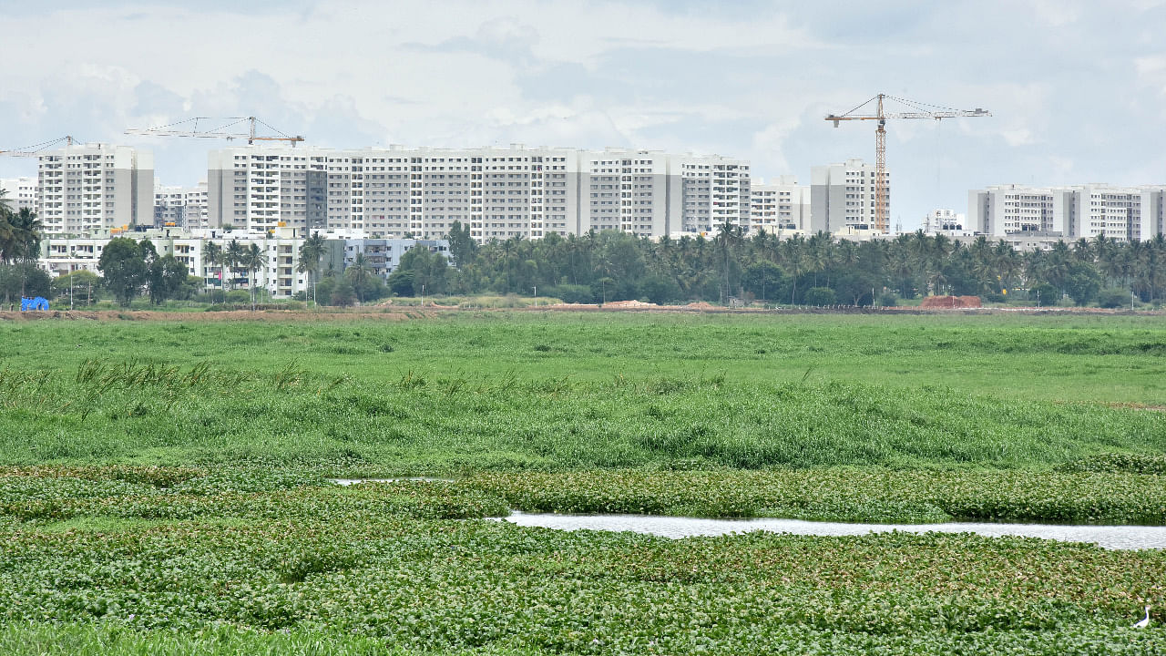 Varthur lake in Bengaluru. Credit: DH File Photo/Janardhan B K.