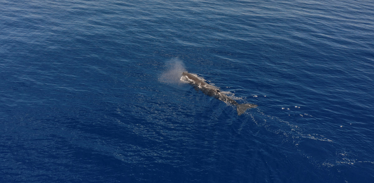 A sperm whale is seen swimming on the Indian Ocean surface during the Greenpeace's Arctic Sunrise expedition at the Saya de Malha Bank within the Mascarene plateau. Credit: Reuters photo. 