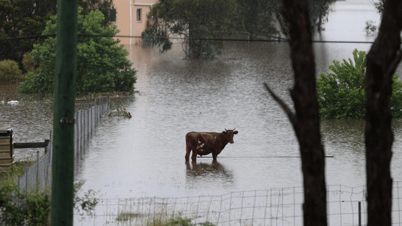 Livestock is seen as floodwaters rise in the suburb of Windsor, as the state of New South Wales experiences widespread flooding and severe weather, in Sydney, Australia, March 22, 2021. Credit: AFP Photo