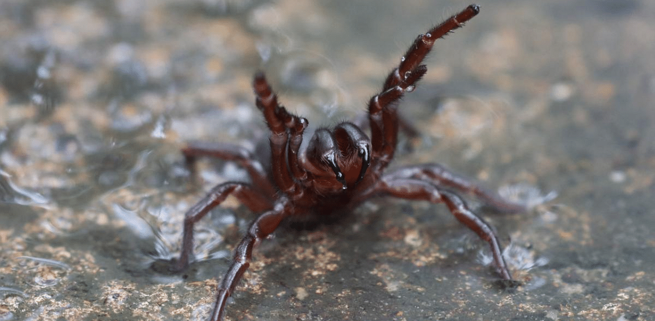 An undated and unplaced handout photo received from The Australian Reptile Park on March 24, 2021 shows a deadly funnel-web spider. Credit: AFP photo. 