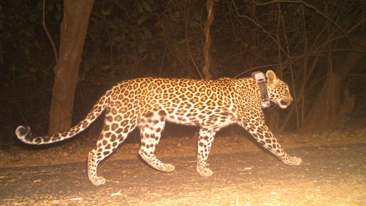 Two leopards – Savitri and Maharaja – were radio-collared and released in the Sanjay Gandhi National Park (SGNP) in Mumbai. Credit: SGNP, Mumbai