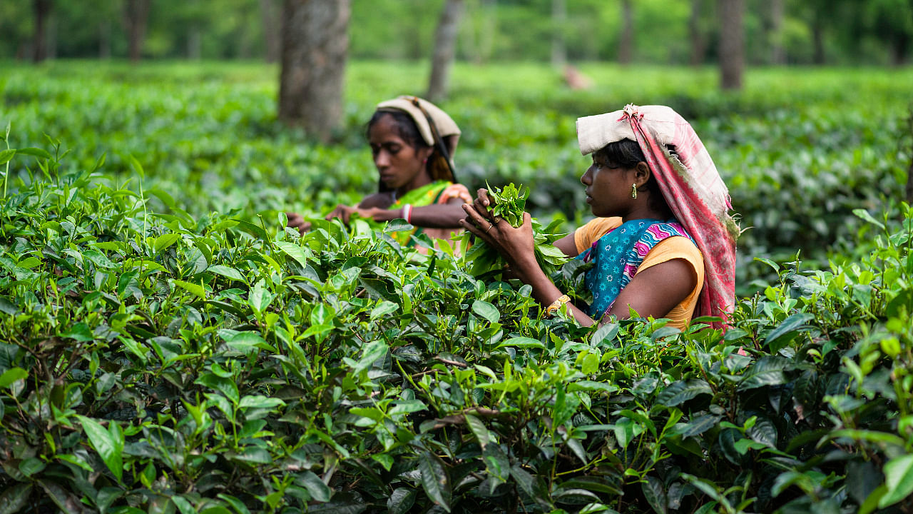 Tea garden workers picking tea leaves in Jorhat, Assam. Credit: iStock.