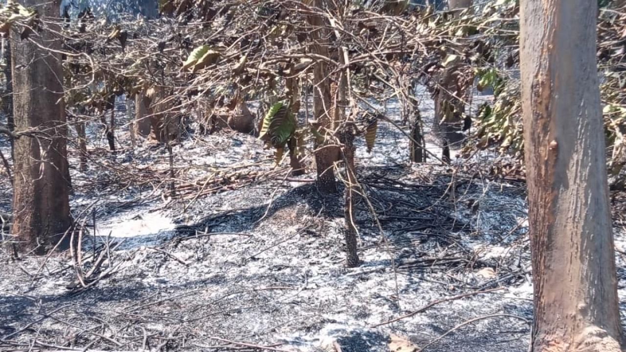 Fire has destroyed coffee plants and pepper vines at Kyathanahalli in Aluru Siddapura. Credit: Special arrangement.