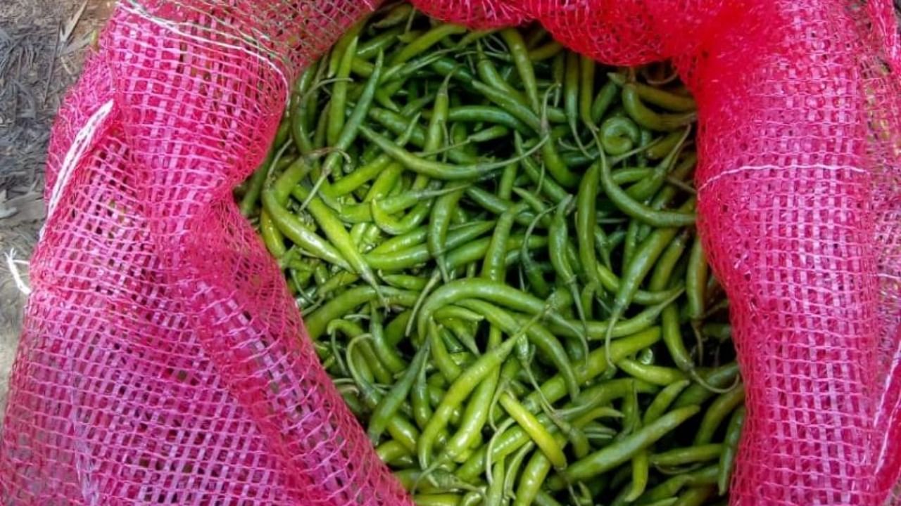 Harvested green chilli ready for sale in Shanivarasanthe. Credit: Special arrangement.