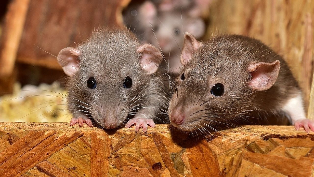 <div class="paragraphs"><p>Representative Image of rats.</p></div>