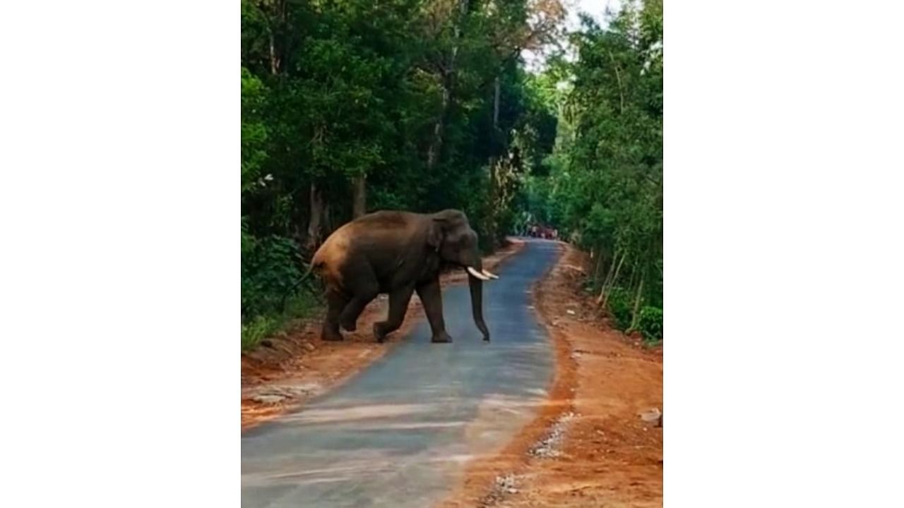 A wild elephant was seen crossing the road in Emmegundi near Suntikoppa. Credit: DH Photo