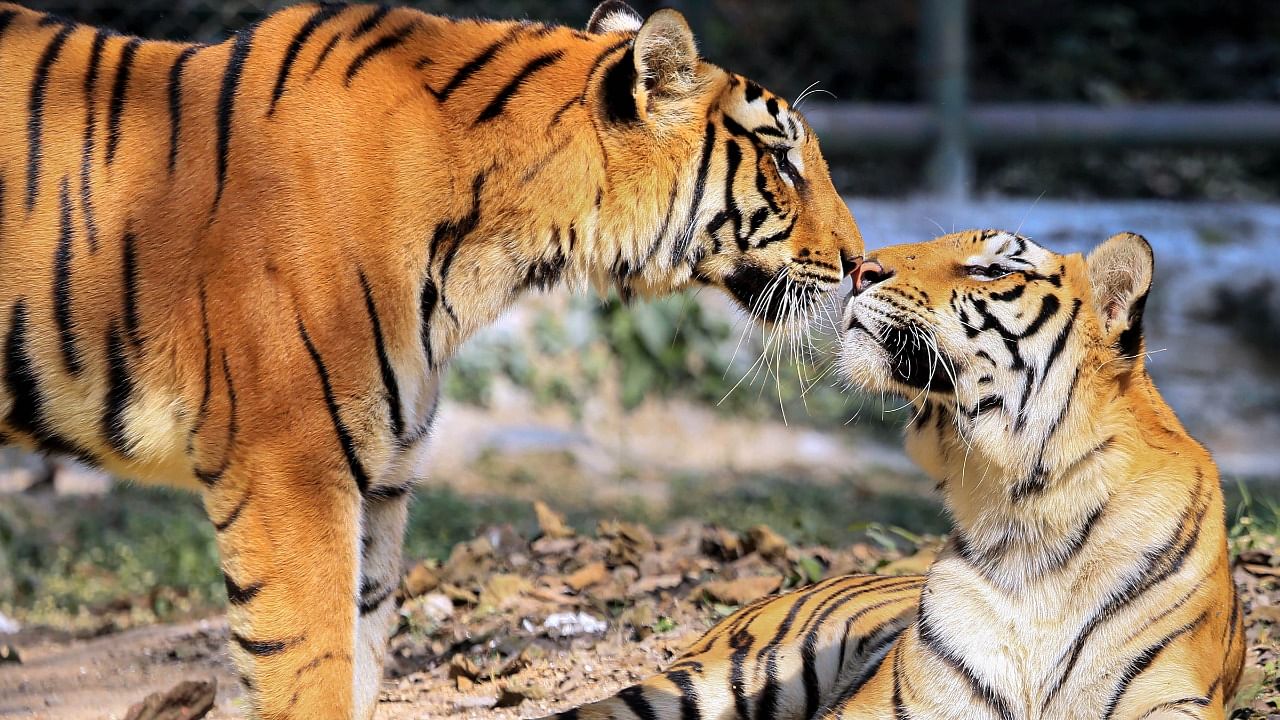 Royal Bengal Tigers. Credit: PTI File Photo