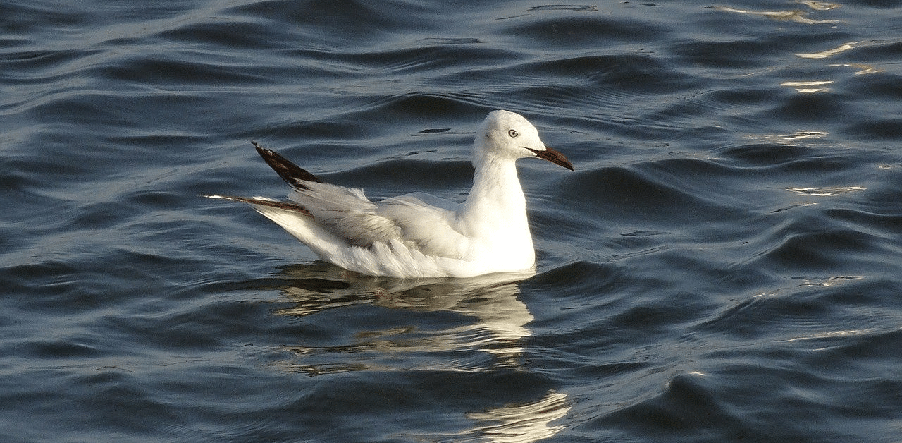 Slender-billed gull. Credit: iStock photo. 