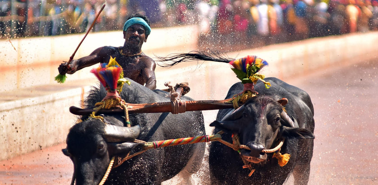 Srinivas Gowda in action. Credit: DH photo. 