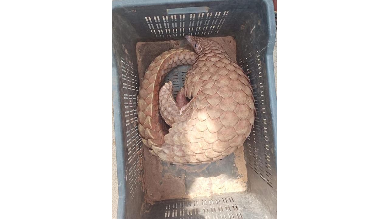 Male pangolin that was rescued.