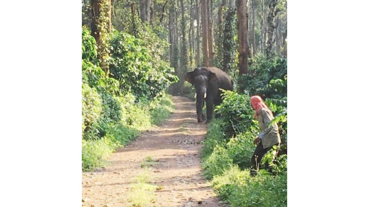 A labourer escaped from a wild elephant attack near a coffee estate in Siddapura recently.A labourer escaped from a wild elephant attack near a coffee estate in Siddapura recently. Credit: DH Photo