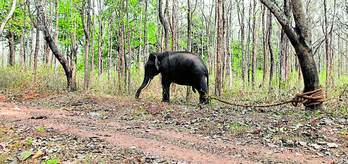Elephant Kusha tied to a tree in Meenukolli forest limits.