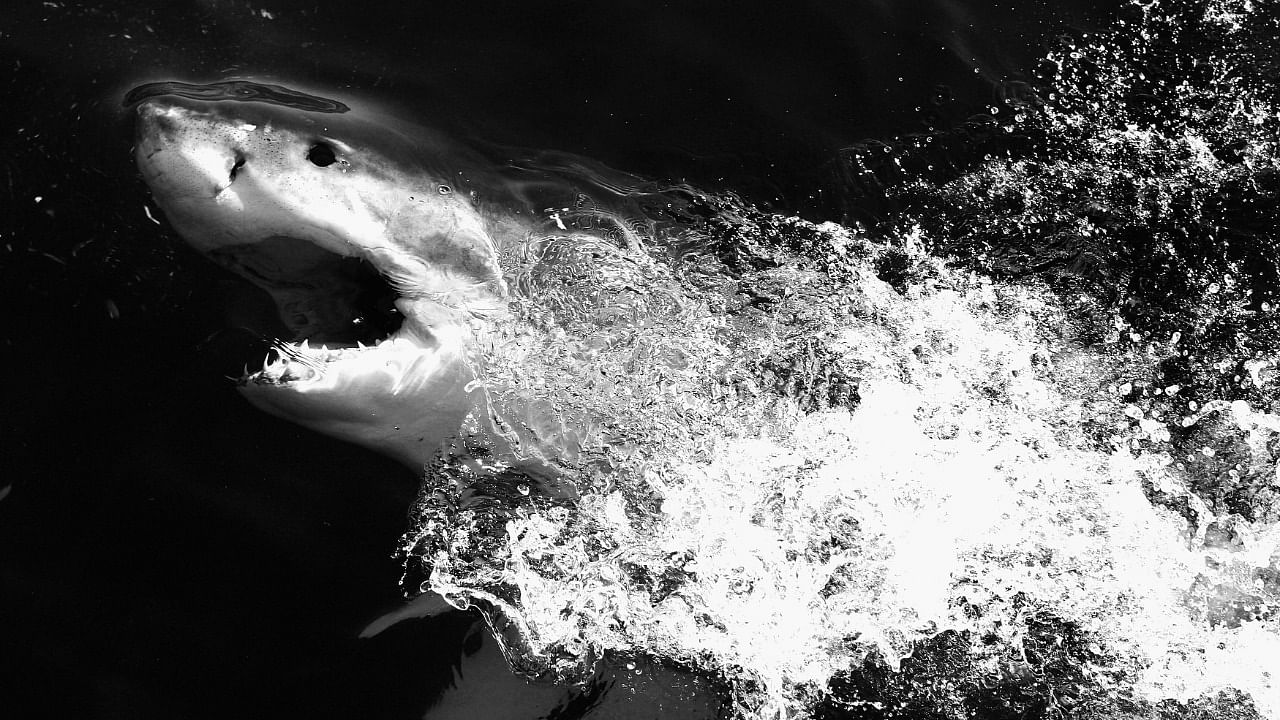 The great white is listed as vulnerable on the IUCN Red List of threatened species. Representative image. Credit: Getty.