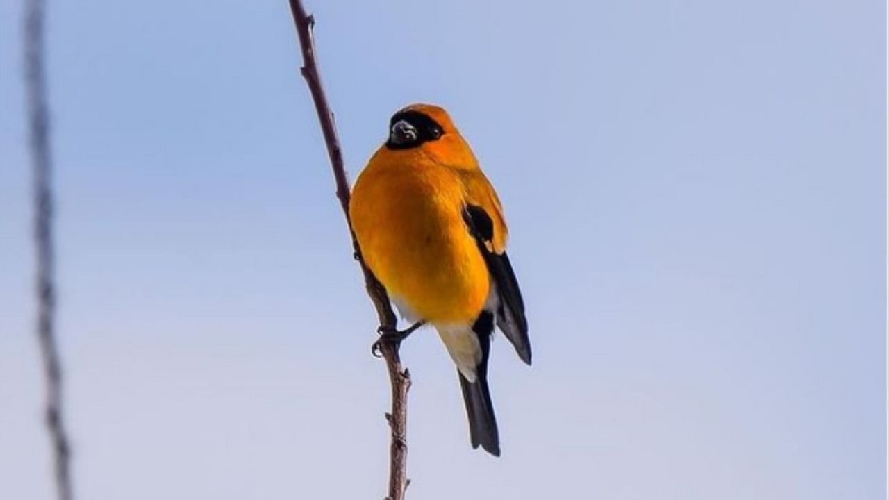 Orange Bullfinch. Credit: Instagram/@birds_of_kashmir