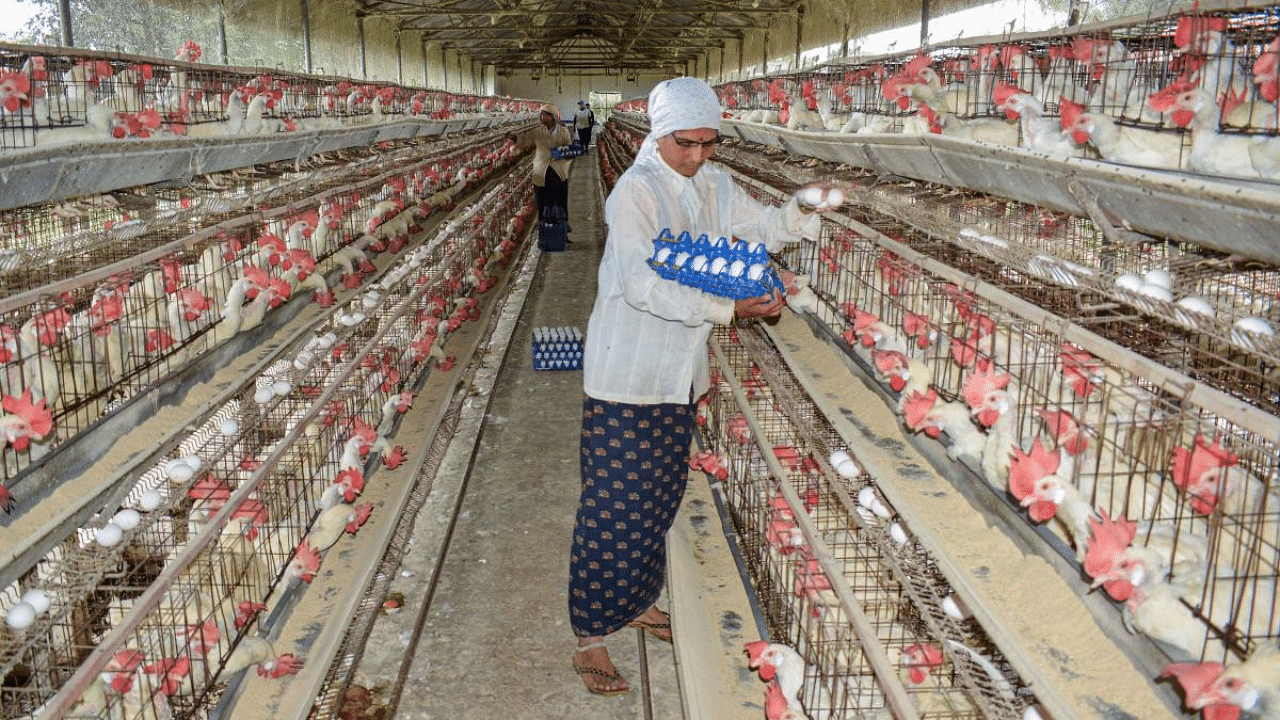 A woman collects eggs at a poultry farm, in Karad, Maharashtra. Credit: PTI File Photo