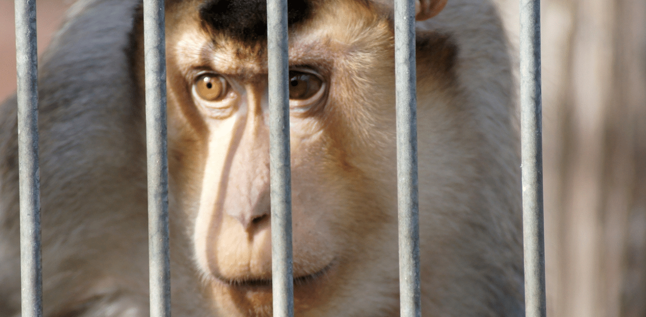 27 primates held by Nasa were euthanised on February 2, 2019, at the Ames Research Center in Silicon Valley. Credit: iStock Images/Representative Image