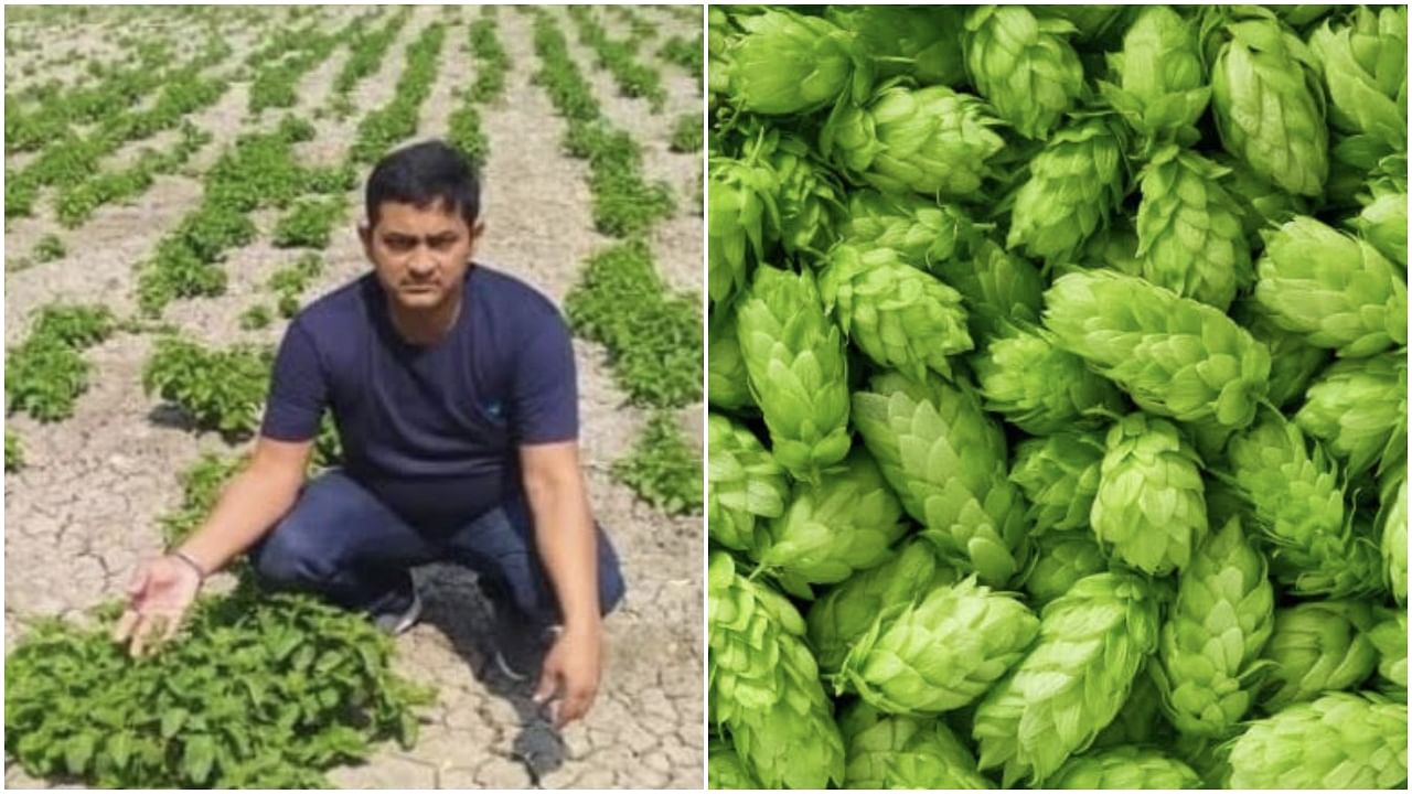 The world's costliest crop is being sold by a Bihar farmer Amresh Singh who is cultivating 'hop shoots'. Credit: Twitter/@supriyasahuias