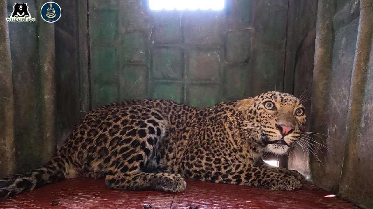 The leopard that was rescued from the well. Credit: Photo: Wildlife SOS.