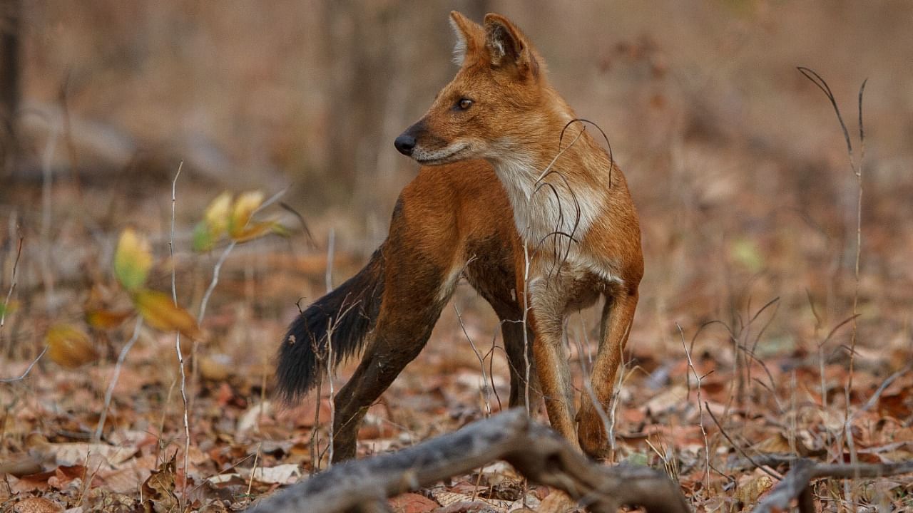 South Asia's red dog, the dhole, is known by a plethora of names. Credit: iStock Photo