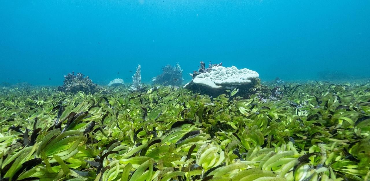 Corals are seen in a seagrass meadow at the Saya de Malha Bank. Credit: Reuters Photo