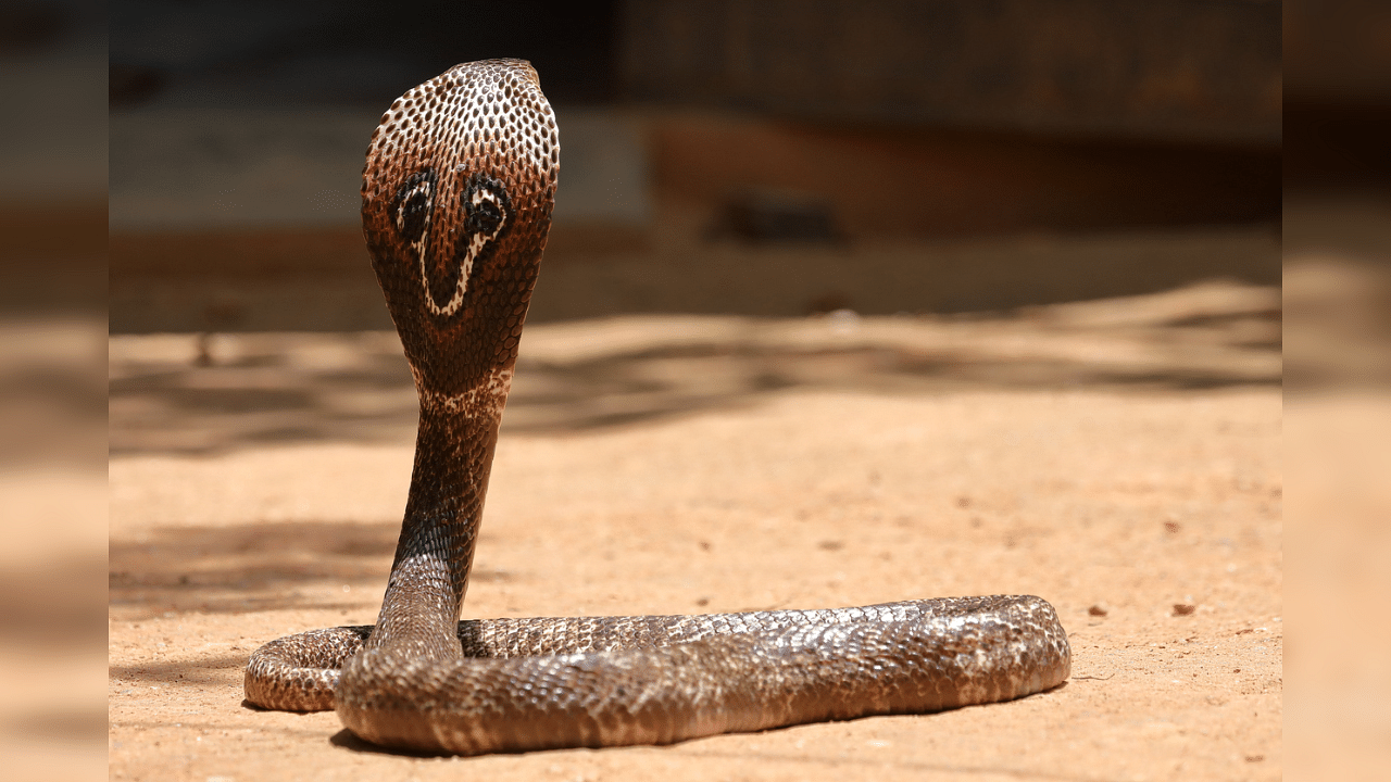 So far as the spectacled cobra was concerned, researchers found that while commercial antivenom worked as expected in Tamil Nadu. Credit: iStock Photo