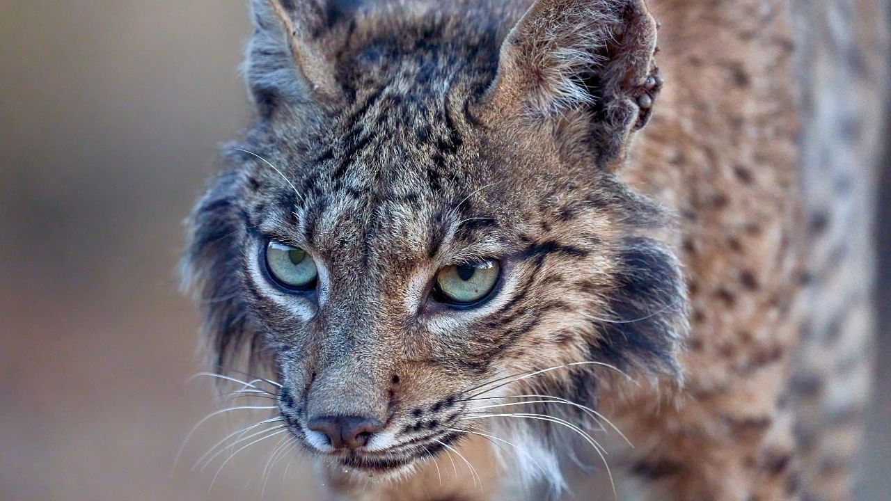 Iberian lynx. Credit: iStock Photo