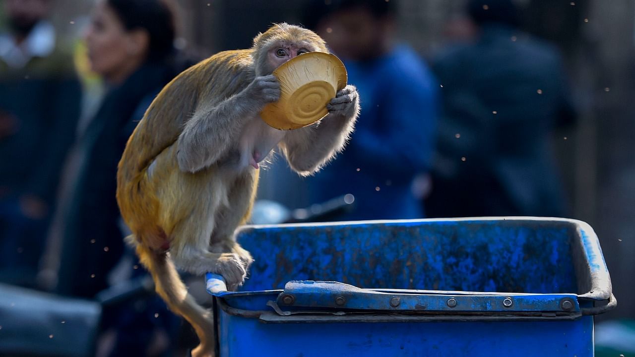The accused men had caught the monkeys from Tughlakabad Fort jungle around three months ago. Credit: PTI File Photo