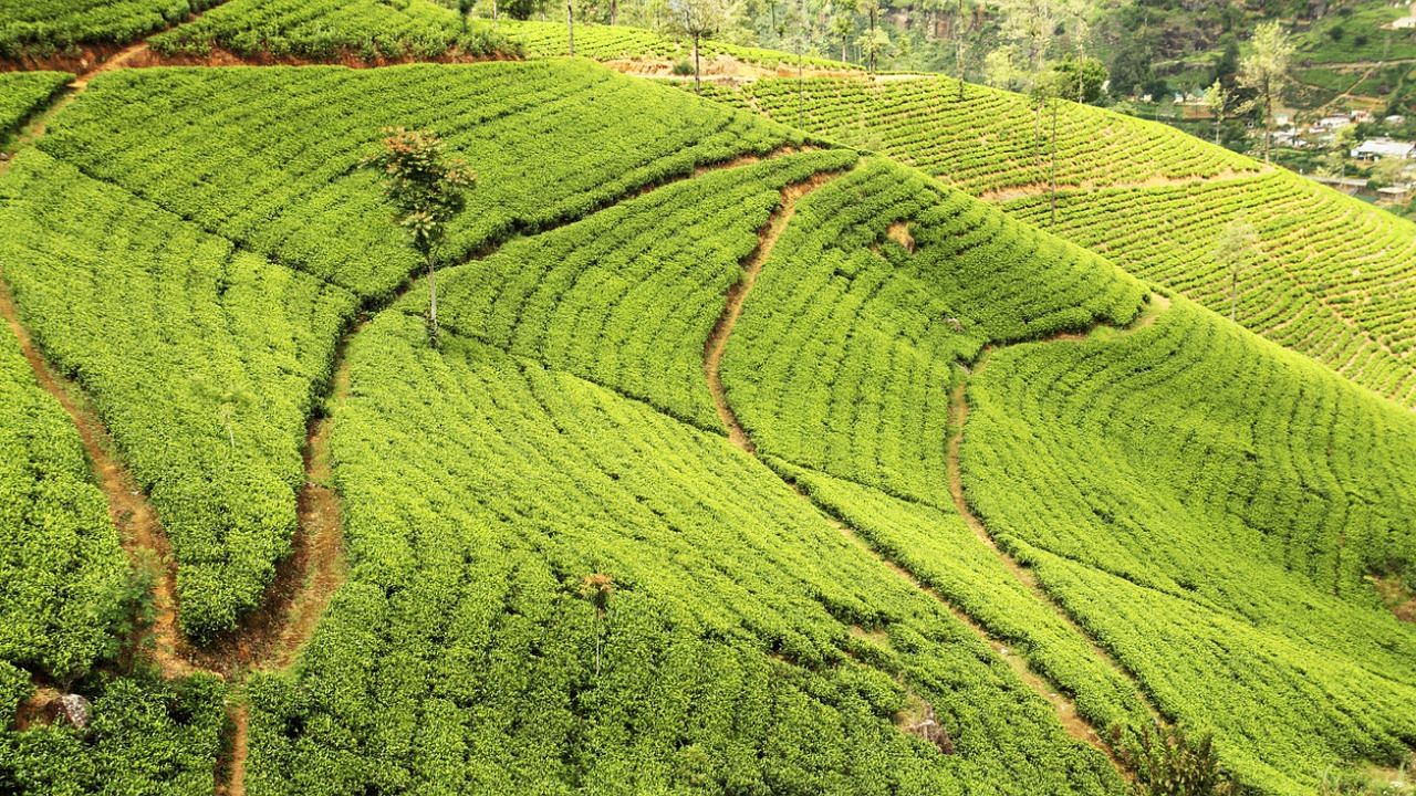 The company produces 40 million kg of tea every year. Credit: iStock Photo