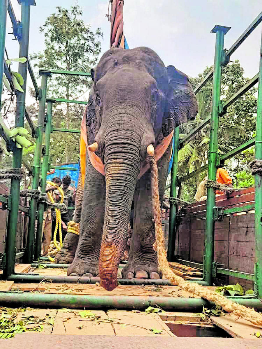 The captured tusker.