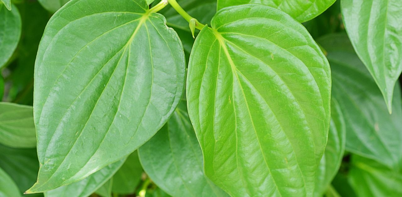 Extracted oil from betel leaves has antioxidants and antimicrobial properties. Credit: iStock Photo
