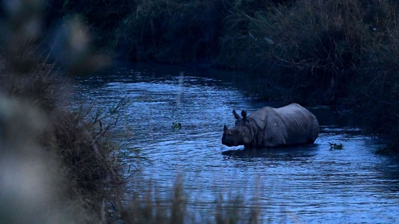 In this file photo taken on January 1, 2020, a one-horned rhinoceros crosses the Rapati River in Sauraha Chitwan, some 150 km southwest of Kathmandu. Credit: AFP photo