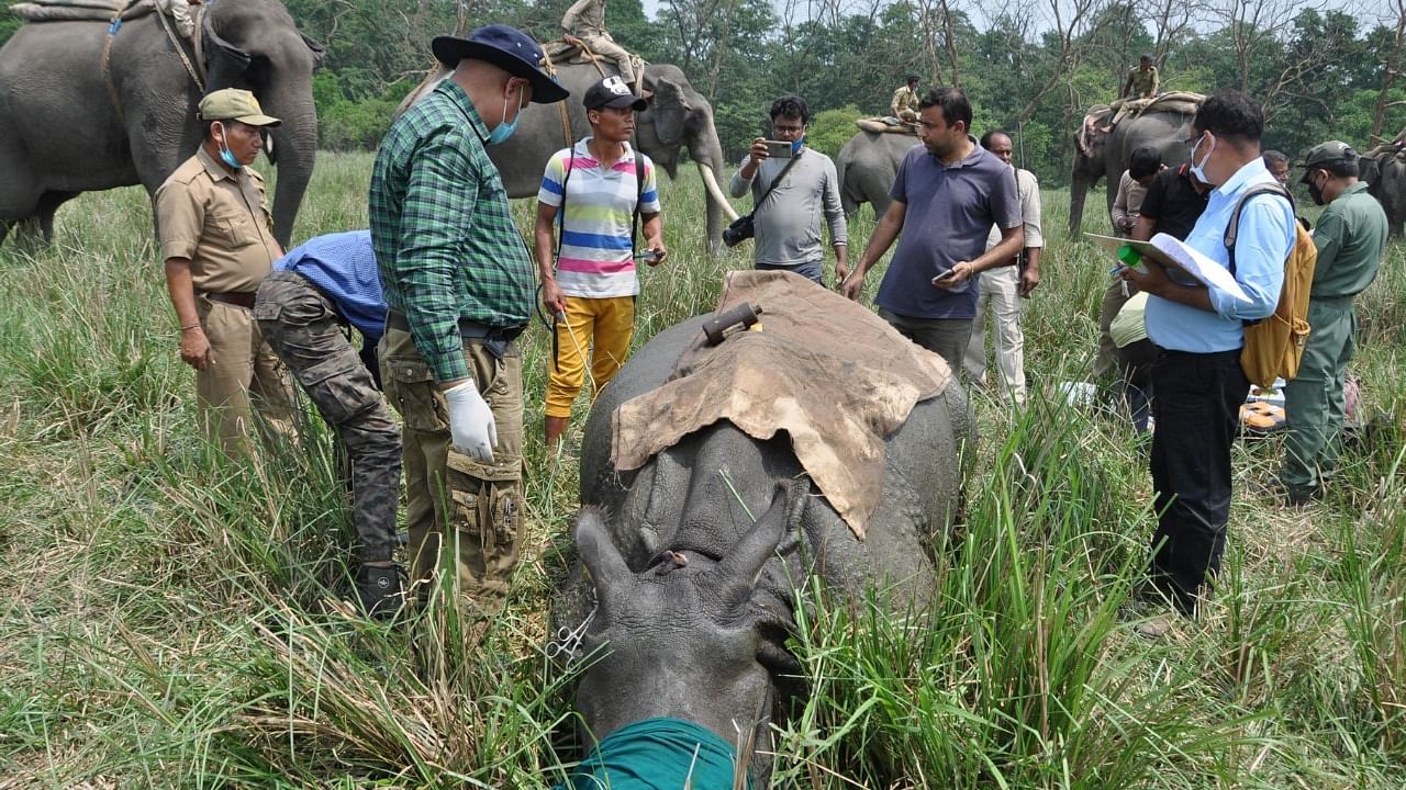 A rhino being translocated from one wildlife park to another. Credit: Indian Rhino Vision 2020/ Assam Forest Department