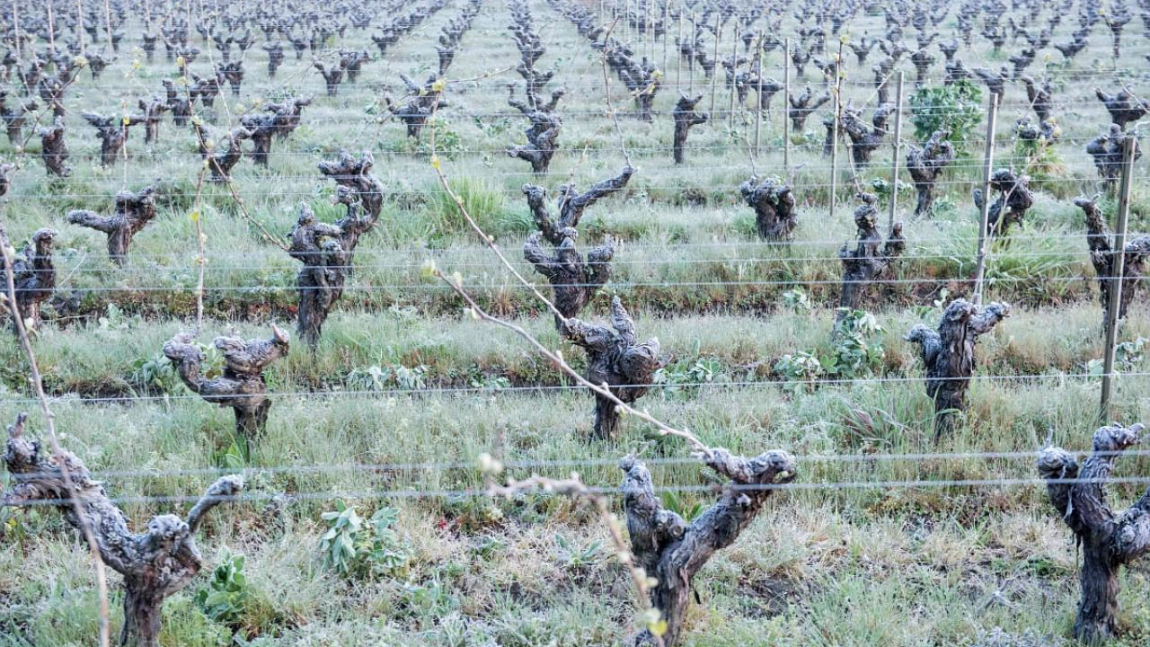 Frozen vines in the Luneau-Papin wine estate vineyard in Le Landreau, near Nantes, western France. Credit: AFP photo. 