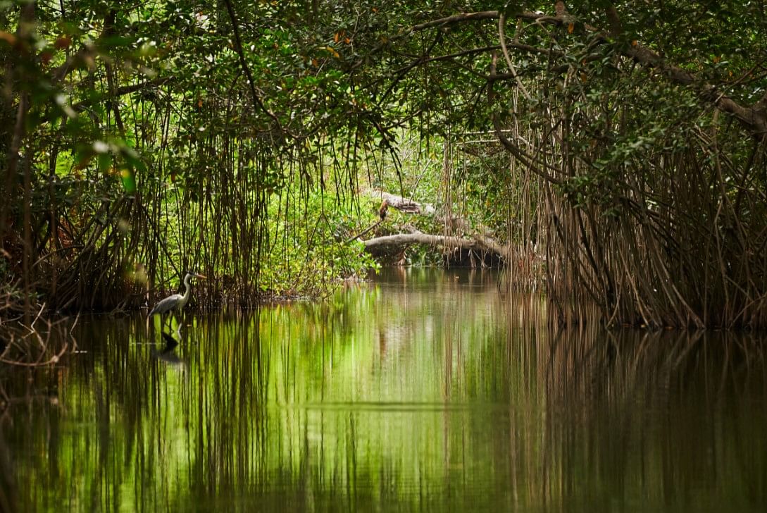 As part of Apple’s Earth Day Give Back campaign in 2018, the company had partnered with Conservation International to protect a 27,000 acre mangrove forest in Cispatá Bay on the Caribbean coast of Colombia. Picture credit: Apple