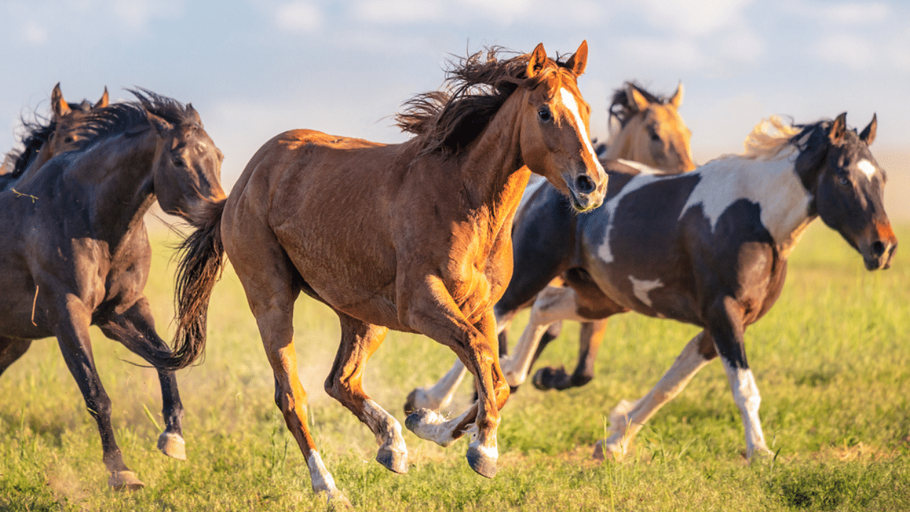 Tesla CEO Elon Musk has used the wild horses as a selling point to lure workers. Representative image: iStock Photo