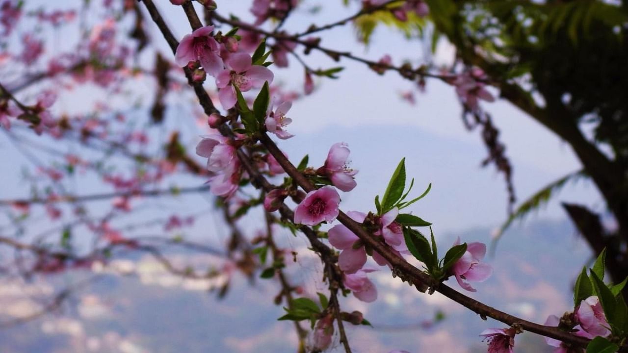 Cherry blossom. Credit: Arunima Sikder