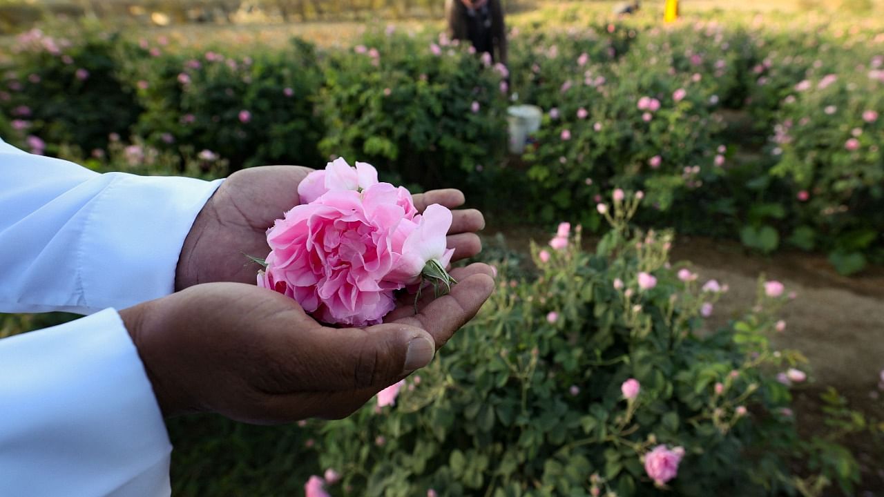 A worker at the Bin Salman farm hold a Damascena (Damask) rose in his hand, used to produce rose water and oil, in the western Saudi city of Taif. Credit: AFP Photo