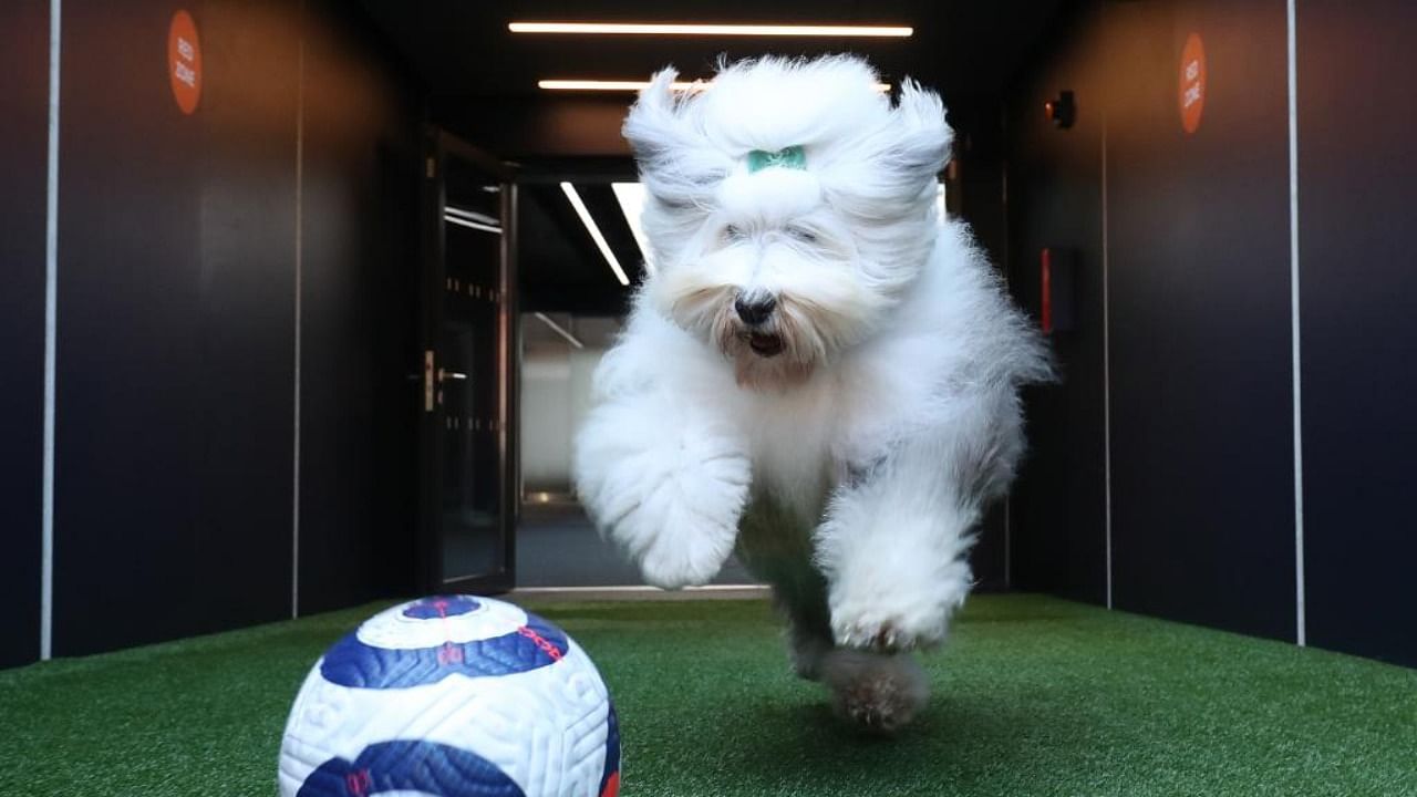 Dulux started the day by announcing that their new sponsorship featuring their traditional mascot, the old English sheep dog. Credit: Twitter/@duluxuk