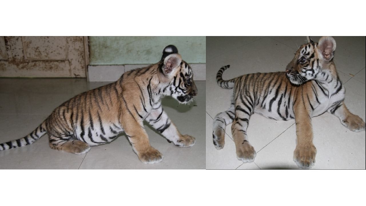 Tigers Anushka and Mithun delivered two female cubs a month ago at Bannerghatta Biological Park. Credit: special arrangement