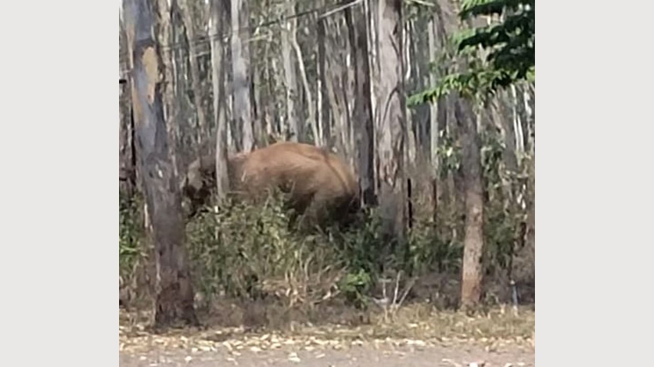 A wild elephant which was sighted in the eucalyptus plantation behind the guest house at Karnatak University in Dharwad. Credit: DH Photo