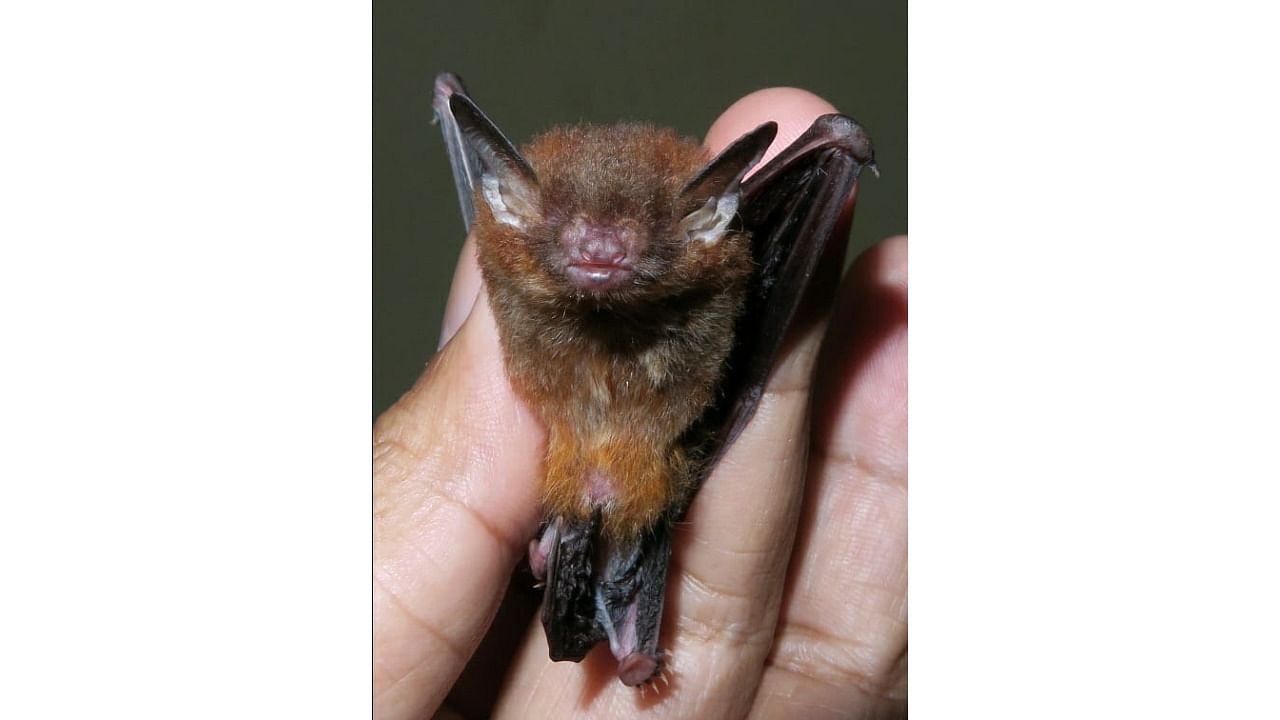The disk-footed bat found in Meghalaya. Credit: Uttam Saikia, Zoological Survey of India, Shillong