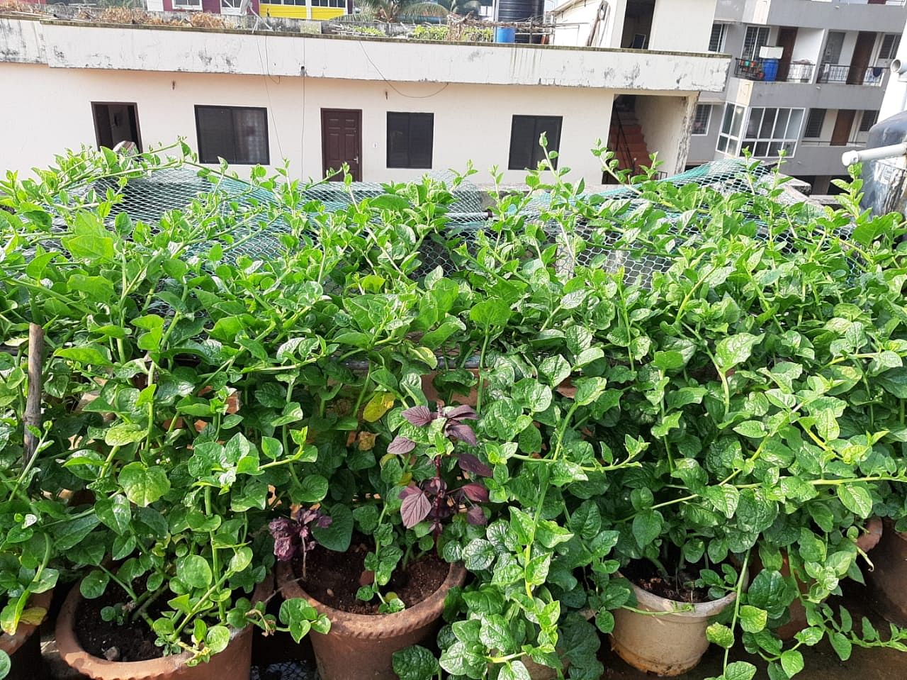 Basale cultivated in pots in rooftop. Credit: DH Photo